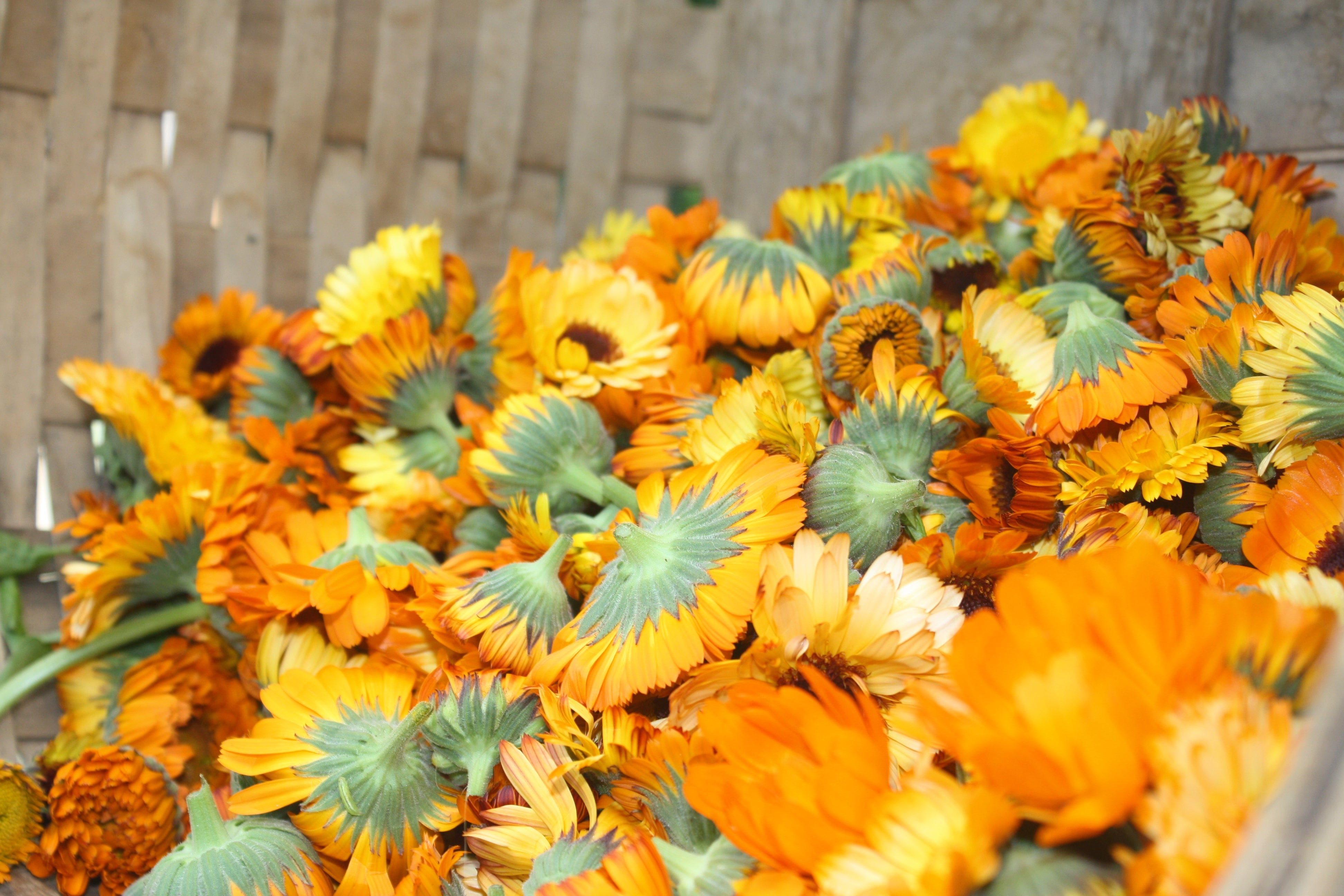 Why Whole Plant Infusions Matter in Herbal Skin Care